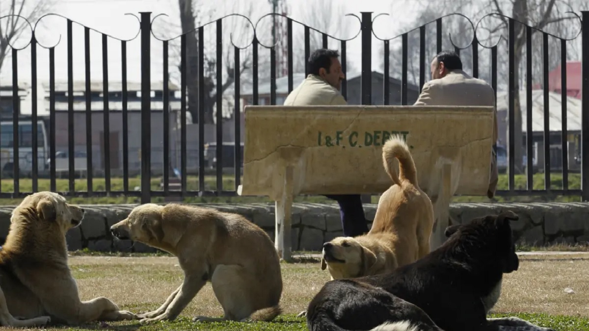 পোষাপ্রাণী রাস্তায় মলত্যাগ করলে পরিষ্কার করতে হবে মালিককে, নয়তো জরিমানা