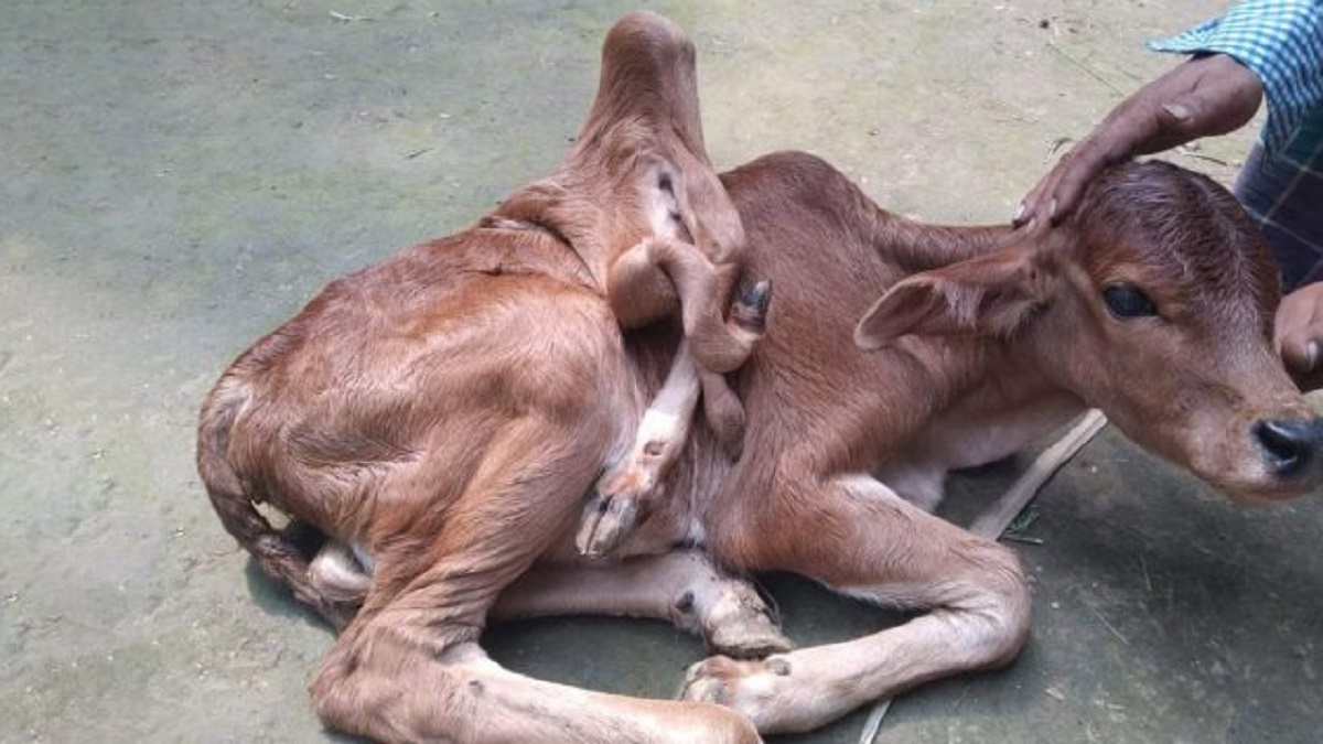 ফেনীতে ৭ পা বিশিষ্ট বাছুরের জন্ম