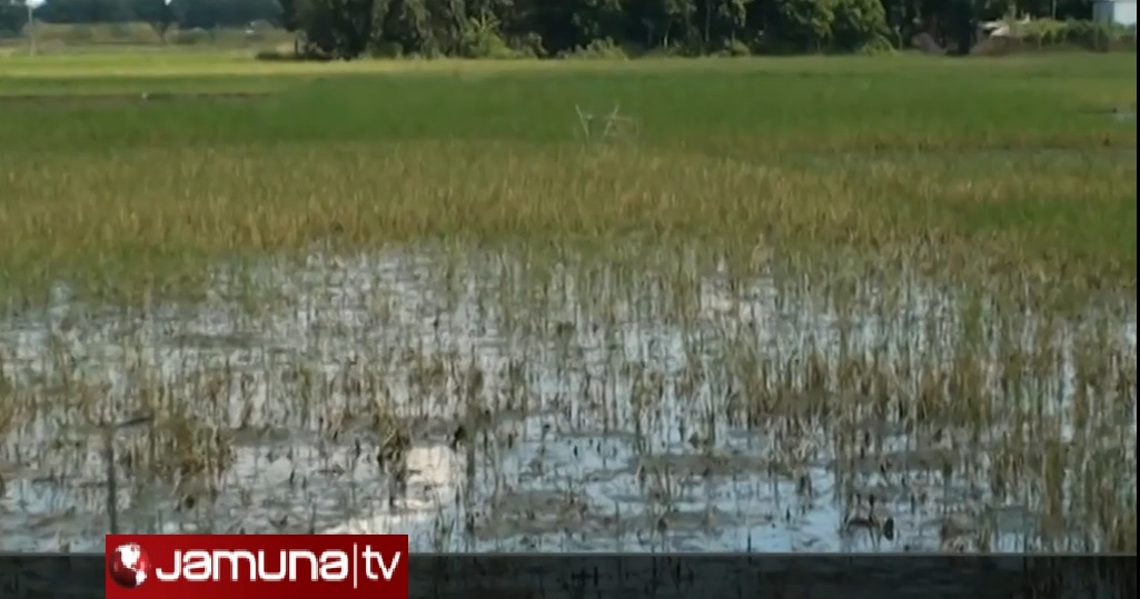 ফরিদপুরের চাষিরা ঘরে তুলতে পারেননি ফসল