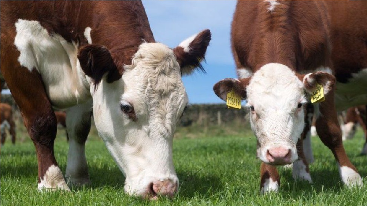 আবারও যুক্তরাজ্য থেকে গরুর মাংস আমদানি বন্ধ করল চীন