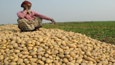 আলুচাষীর মাথায় হাত