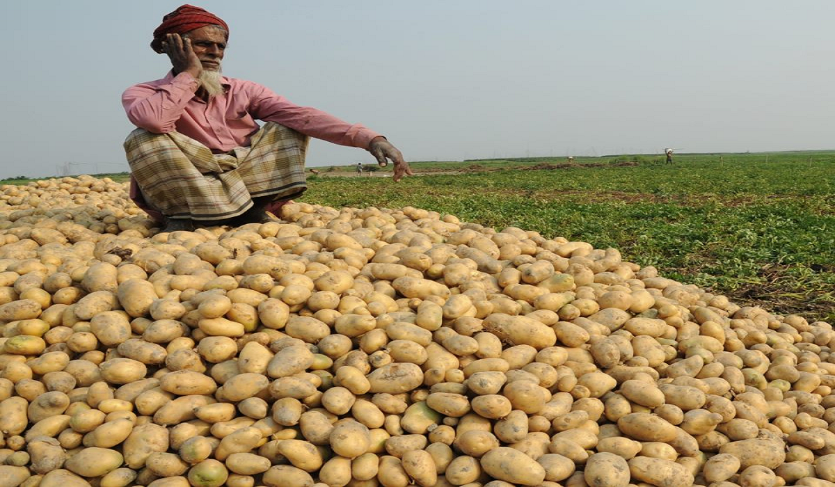 আলুচাষীর মাথায় হাত