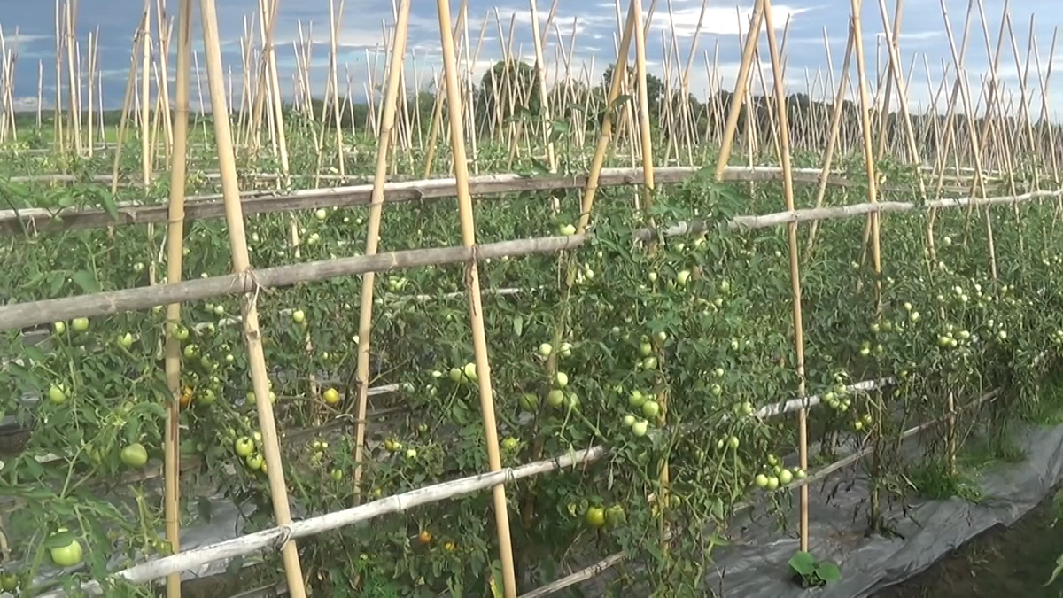 প্রতি গাছে ৭ কেজি; যে টমেটো চাষে দিন ঘুরেছে চাষীর