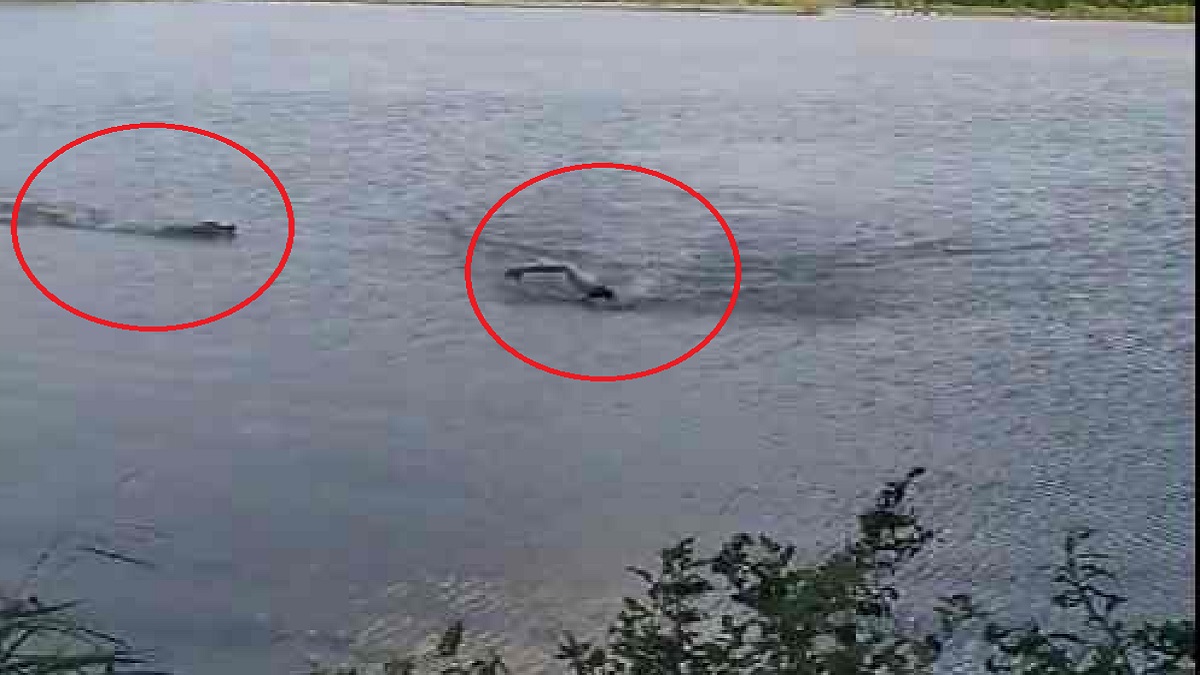 নিষিদ্ধ হ্রদে সাঁতরাতে গিয়ে কুমিরের আক্রমণের শিকার এক ব্যক্তি