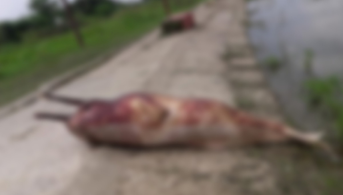 চট্টগ্রামের হালদা নদীতে একের পর এক মিলছে মৃত ডলফিন