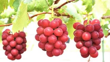 এক থোকা আঙুরের দাম ১০ লক্ষ টাকা!