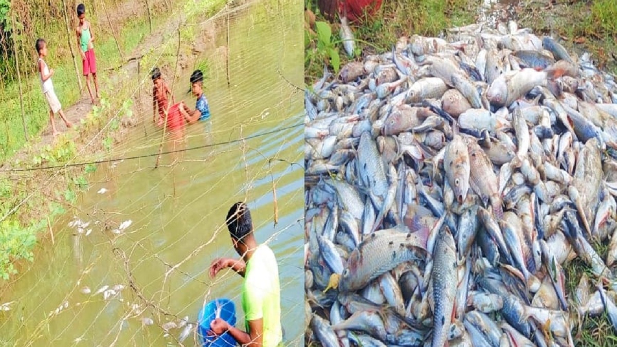 নোয়াখালীতে পুকুরে বিষ ঢেলে মাছ নিধন