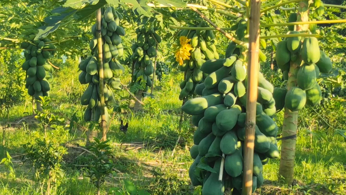তামাকের জমিতে ফল চাষে কলেজ শিক্ষকের সাফল্য