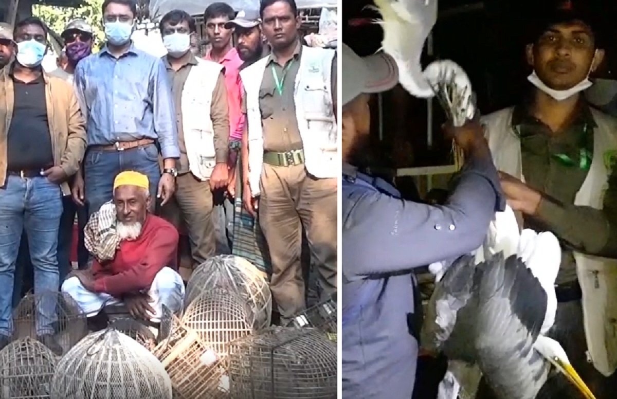 সাতক্ষীরায় শিকারীদের বাড়িতে অভিযান, উদ্ধার অর্ধশতাধিক পাখি