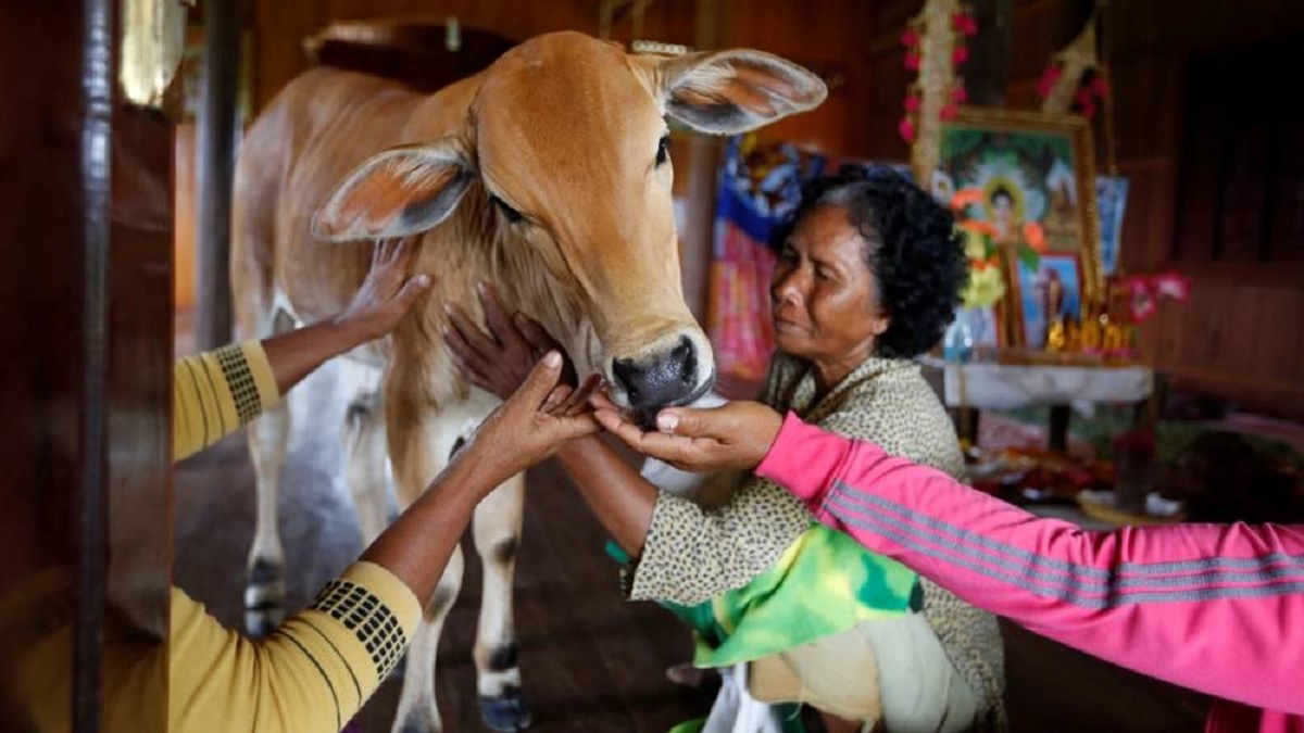 গরুকে বিয়ে করে সংসার পাতলেন বৃদ্ধা!