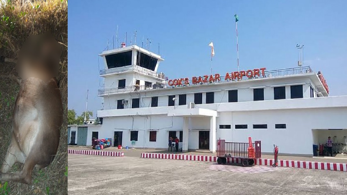 কক্সবাজার বিমানবন্দরের রানওয়েতে গরু, অল্পের জন্য বেঁচে গেলেন ৯৪ যাত্রী