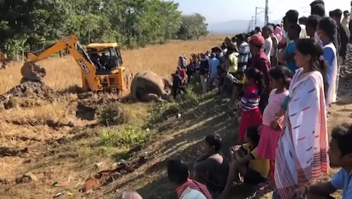 আসামে ট্রেনের ধাক্কায় ২টি হাতির মৃত্যু