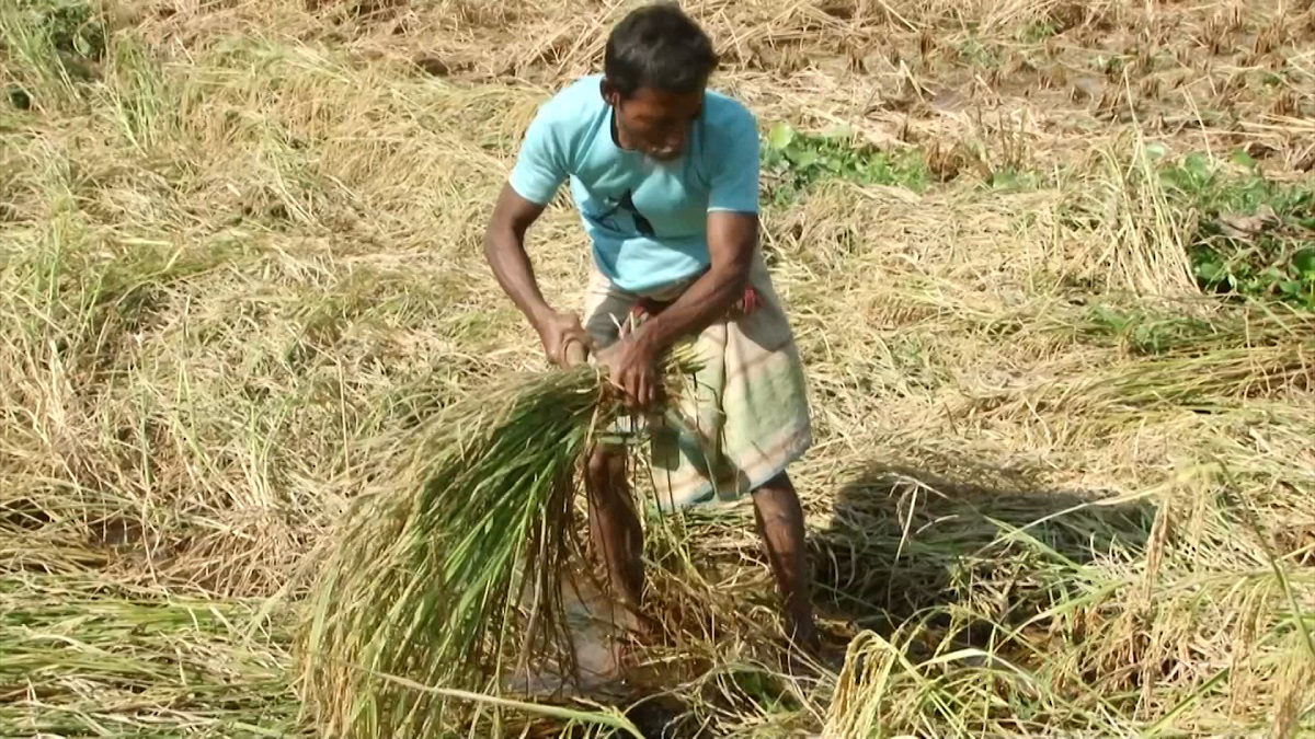 চালান ওঠানোর চেষ্টায় প্রাণপণ খাটছে কৃষক