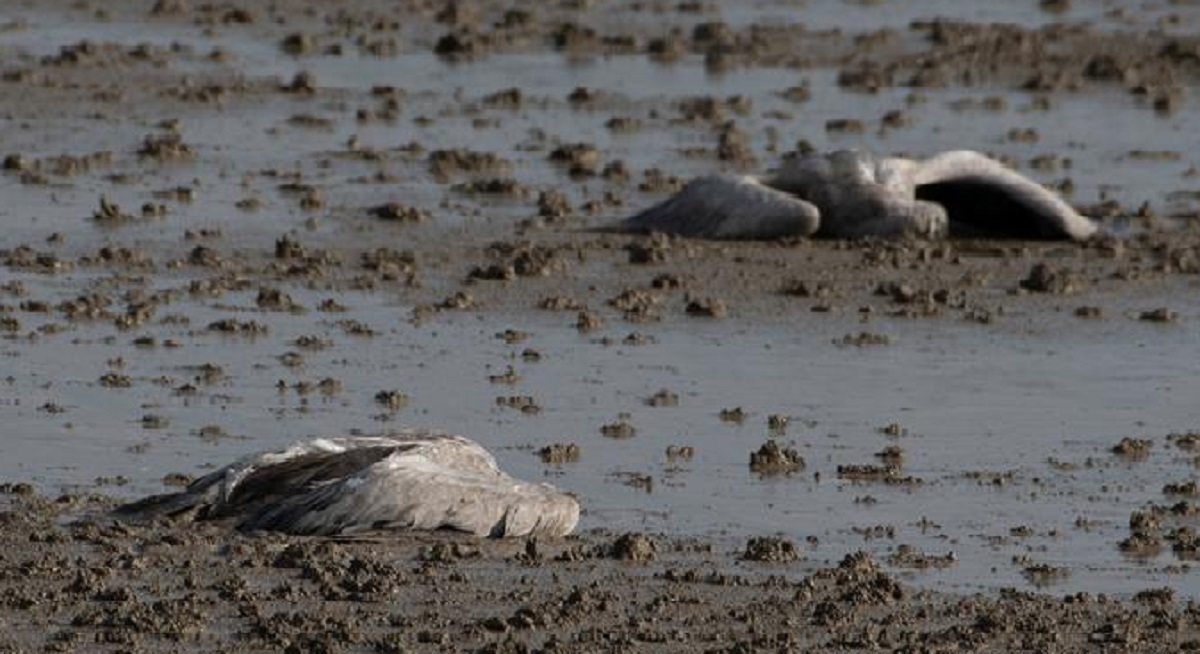 ইসরায়েলে বার্ড ফ্লুর মহামারি, হাজার হাজার পরিযায়ী পাখির মৃত্যু