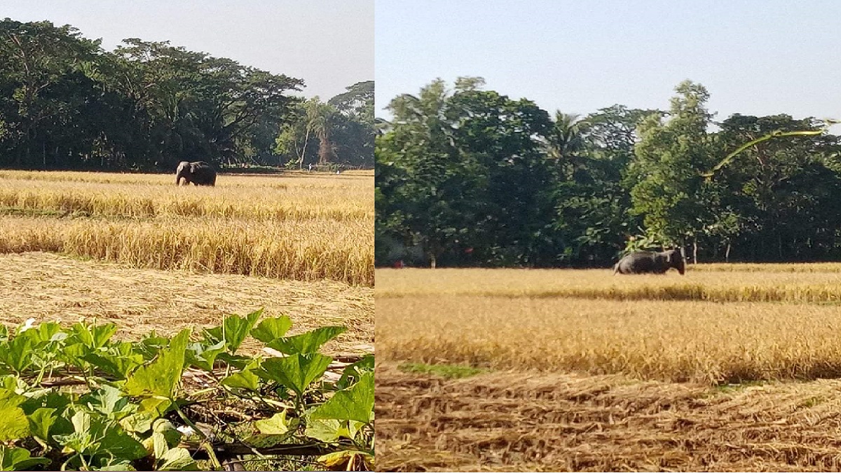 হাতি আতঙ্কে ফেনীর মানুষ
