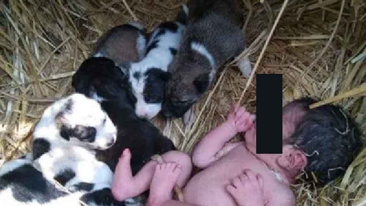 খোলা মাঠে ফেলে যাওয়া নবজাতককে রাতভর পাহারা দিলো মা কুকুর