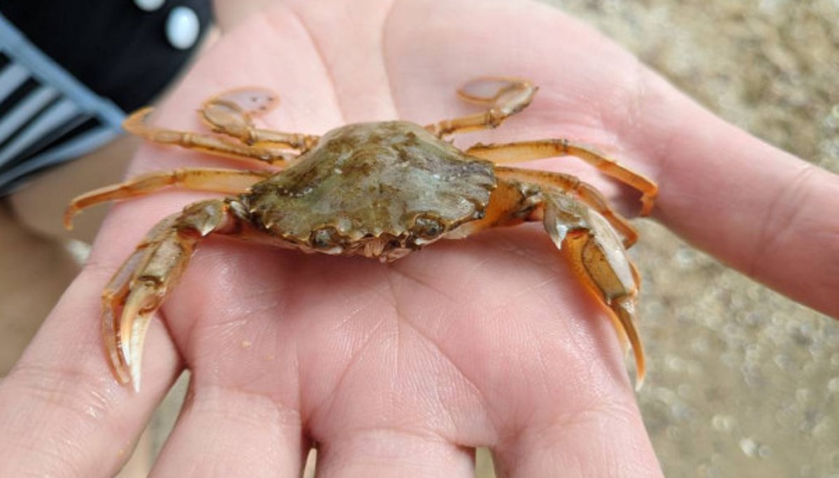 সমুদ্রসৈকতে ঘুরতে এসে কাঁকড়া খেয়ে কিশোরীর মৃত্যু