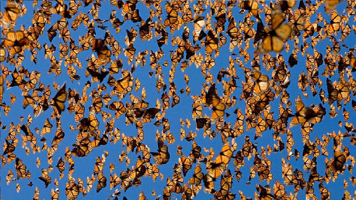 কোটি কোটি রঙিন প্রজাপতিতে ছেয়ে গেছে মেক্সিকোর পাহাড়ি বন