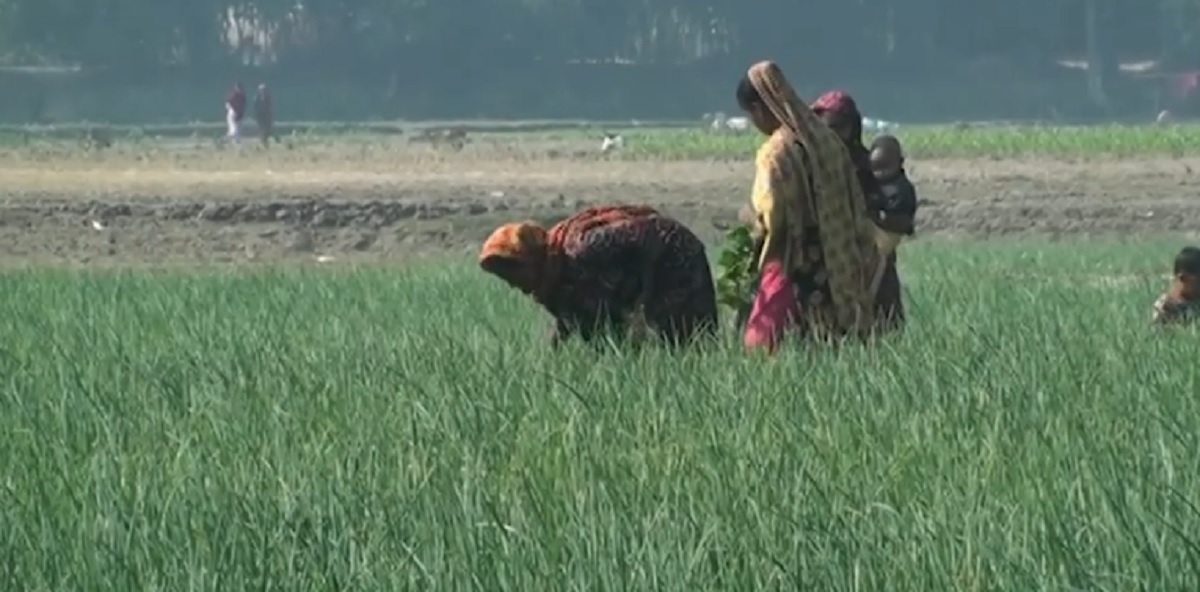 তিস্তার বুকে জেগে উঠেছে চর, সেখানেই চলছে কৃষকদের স্বপ্ন বুনন