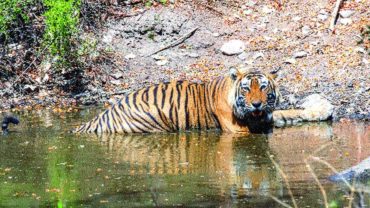 সুন্দরবনে বাঘের মুখে বন্ধু, বাবলুর লড়াইয়ে বেঁচে ফিরলেন দু’জনই
