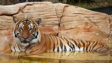 পরিচ্ছন্নতাকর্মীর ওপর হামলা; চিড়িয়াখানায় বাঘকে গুলি করে হত্যা