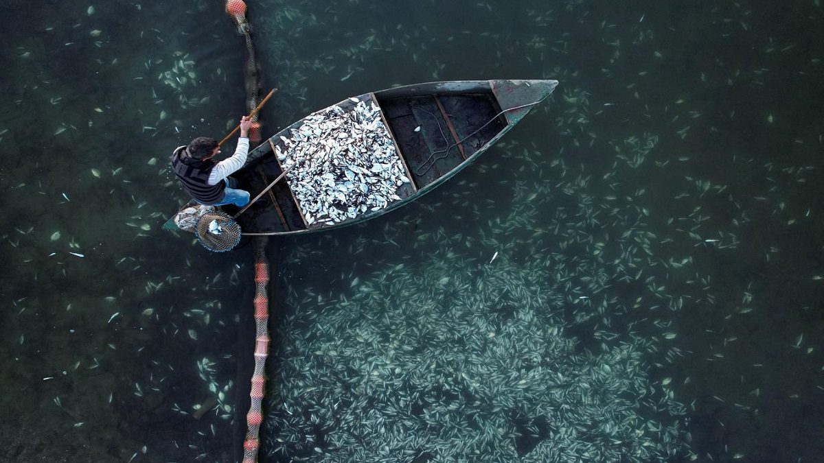 গ্রিসের ঠান্ডায় মারা পড়লো লাখ লাখ মাছ