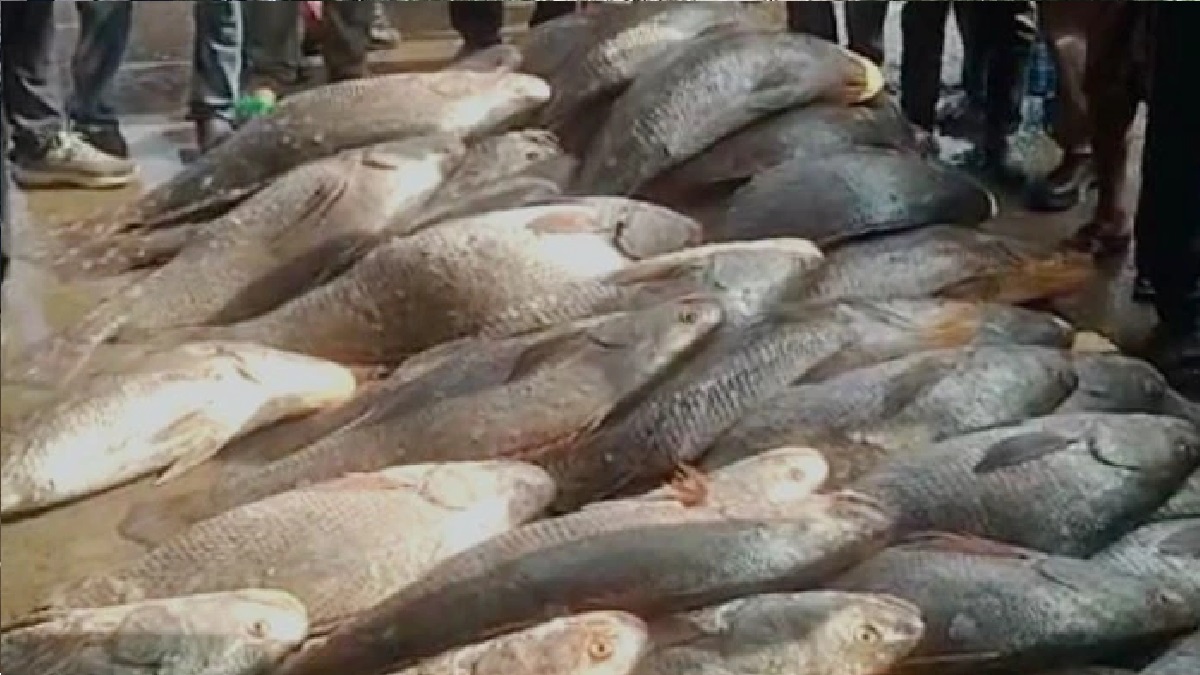 মাছ বিক্রি করে রাতারাতি কোটিপতি!