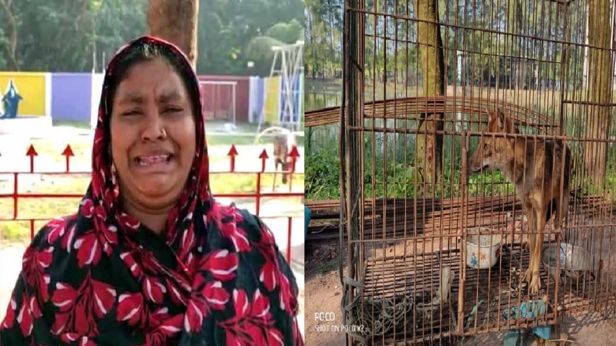 সন্তানতুল্য শিয়াল নিয়ে গেলো বন বিভাগ, কান্নায় ভেঙে পড়লেন বেদে বধূ