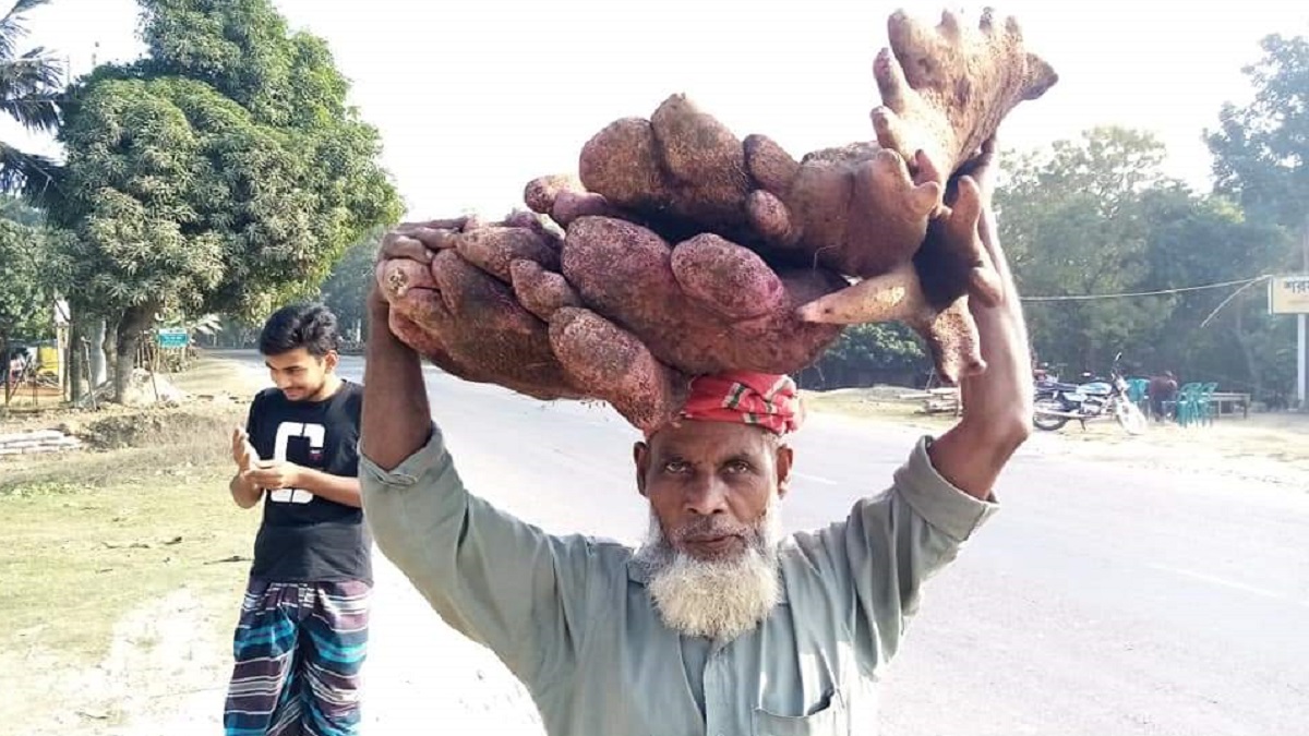 মাগুরায় ৩৫ কেজির ‘মুন্সীআলু’ বিক্রি হলো হাজার টাকায়