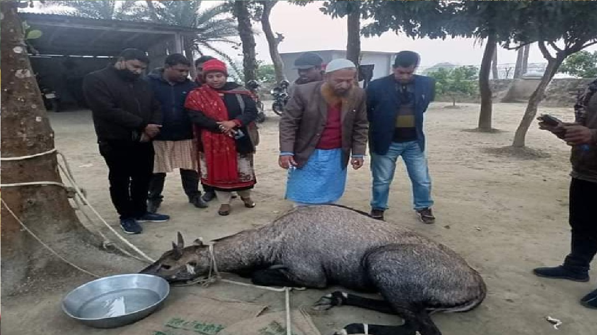 ভারত থেকে আসা বিরল প্রজাতির নীলগাই আটক