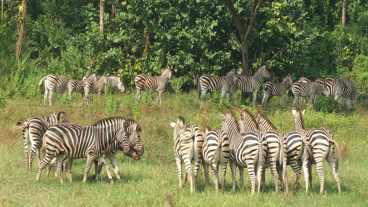 সাফারি পার্কে ৯ জেব্রার মৃত্যু, বৈঠকে বসছে বিশেষজ্ঞ দল