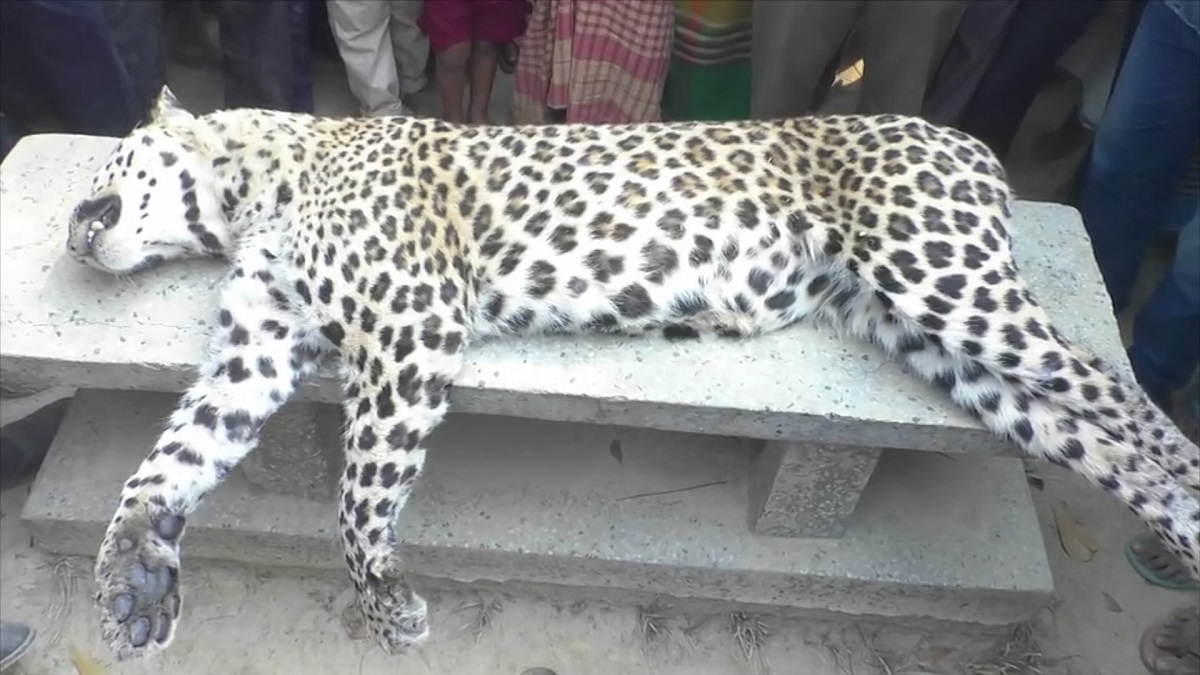 নীলফামারীতে বিদ্যুতায়িত হয়ে চিতাবাঘের মৃত্যু