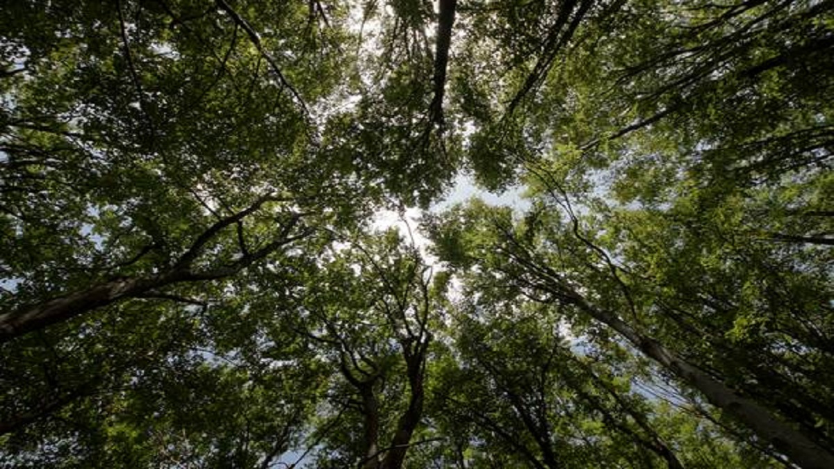 বায়ুদূষণমুক্ত শহরের তালিকায় প্রথম হতে যা করছে পটুয়াখালী পৌরসভা