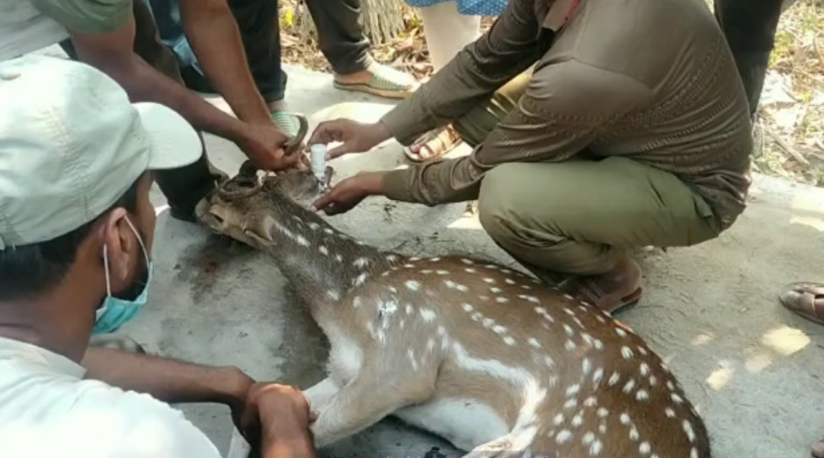 মোংলার শিল্প এলাকা থেকে হরিণ উদ্ধার