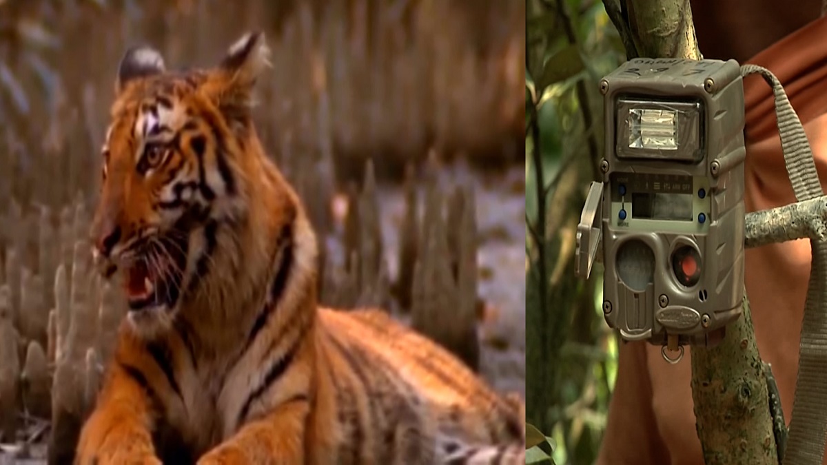 অক্টোবরে শুরু হচ্ছে বাঘশুমারি