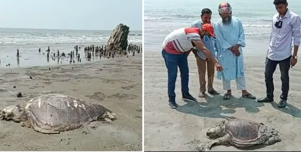 কুয়াকাটা সৈকতে মিললো বৃহৎ ২ সামুদ্রিক কচ্ছপের মরদেহ