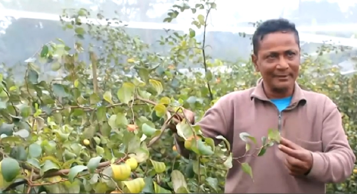 ইউটিউব দেখেই দেড় একর জমিতে কুল চাষ, প্রথম বছরেই সফল ফরিদপুরের জামাল