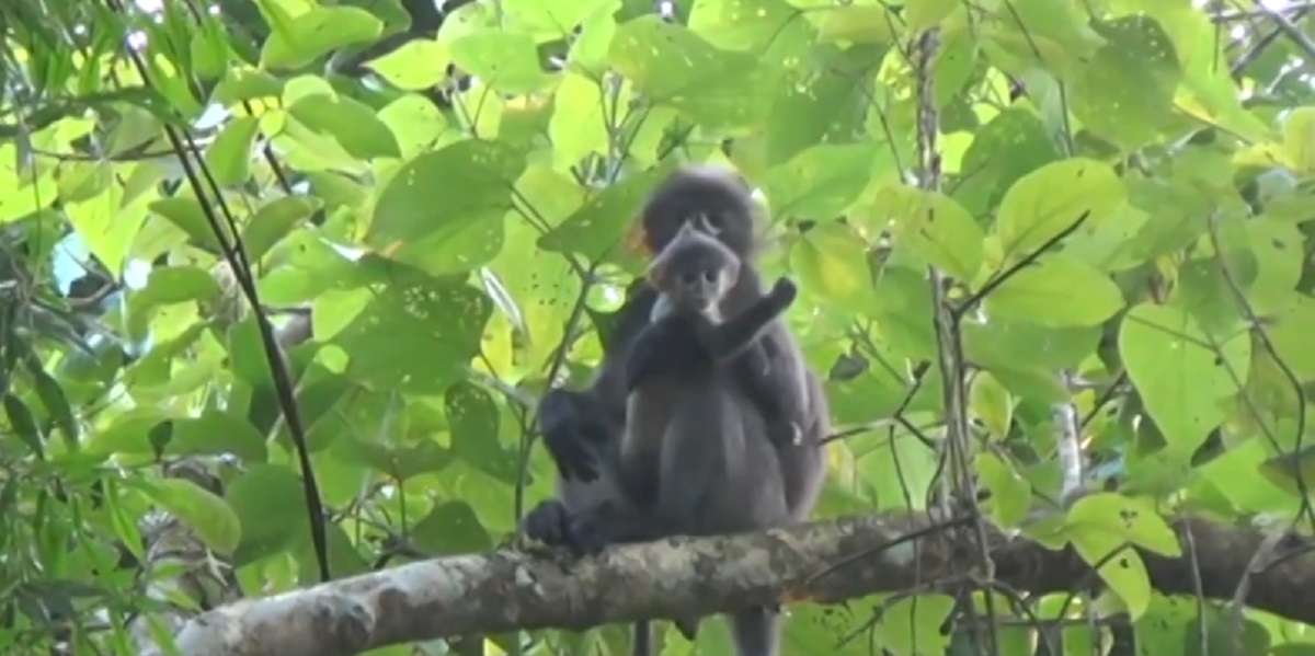 অস্তিত্ব সংকটে লাউয়াছড়া জাতীয় উদ্যানের বন্যপ্রাণিরা