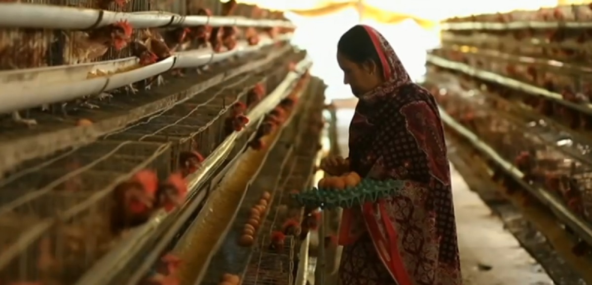 করোনার প্রভাবে এখনও ধুঁকছে পোল্ট্রি শিল্প, প্রণোদনার দাবি খামারিদের