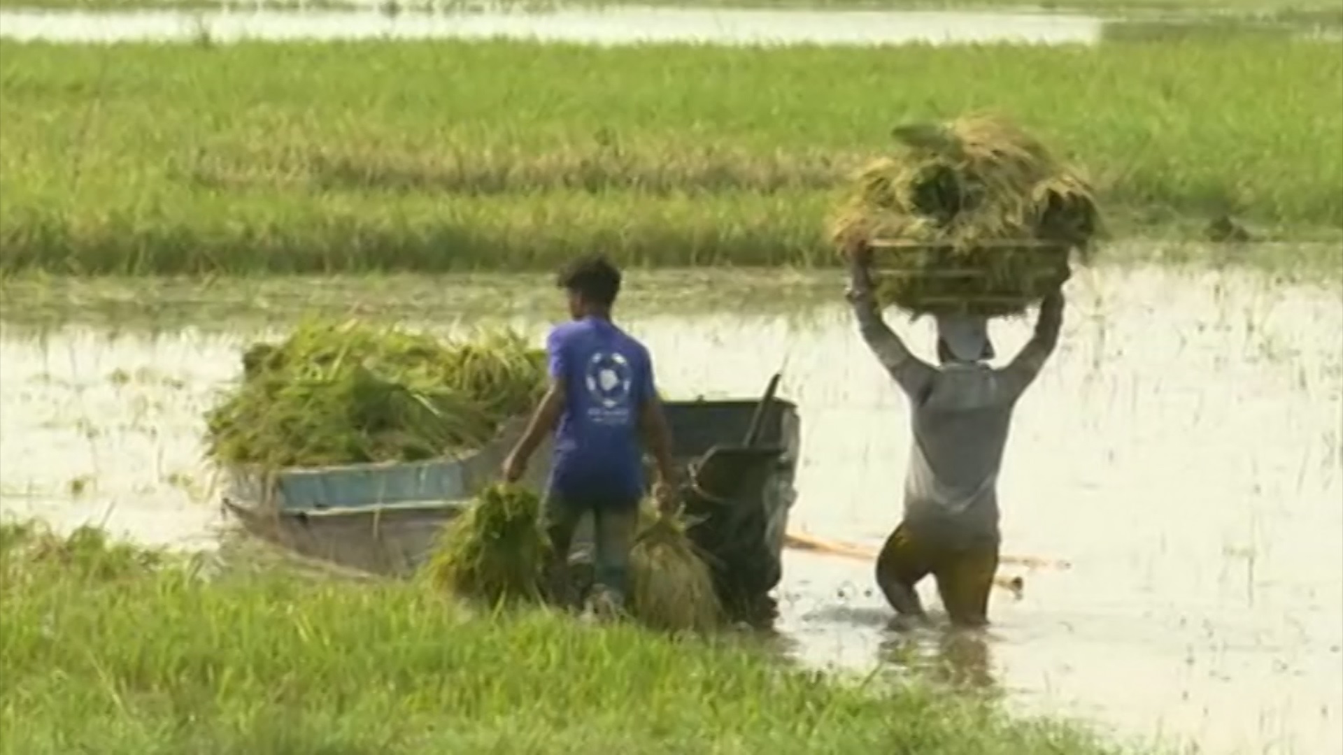 ডুবে যাচ্ছে কৃষকের স্বপ্নের ধান, ক্ষয়ক্ষতি হিসেবের অপেক্ষায় প্রশাসন