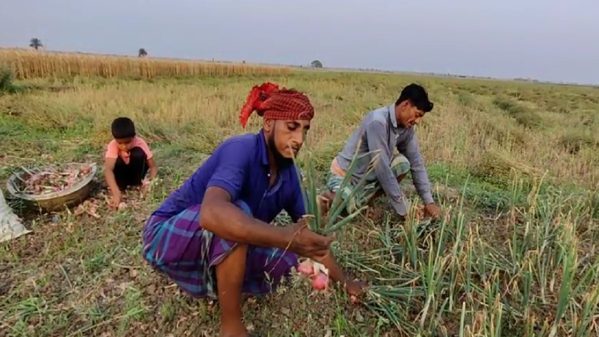২১ টাকা উৎপাদন খরচের পেঁয়াজ ২২ টাকার বেশি বেচতে পারছেন না কৃষক