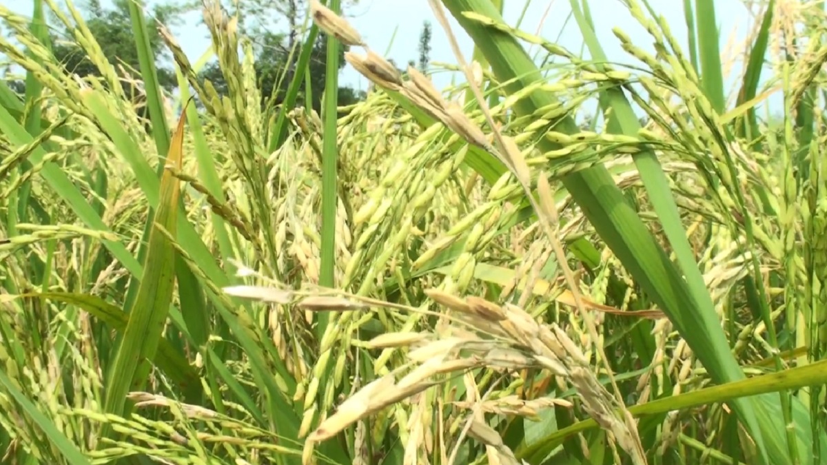 গাইবান্ধার বোরো ধানে ব্লাস্ট রোগের আক্রমণ