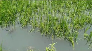 এবারো আগাম বন্যায় দিশেহারা সুনামগঞ্জের চাষী