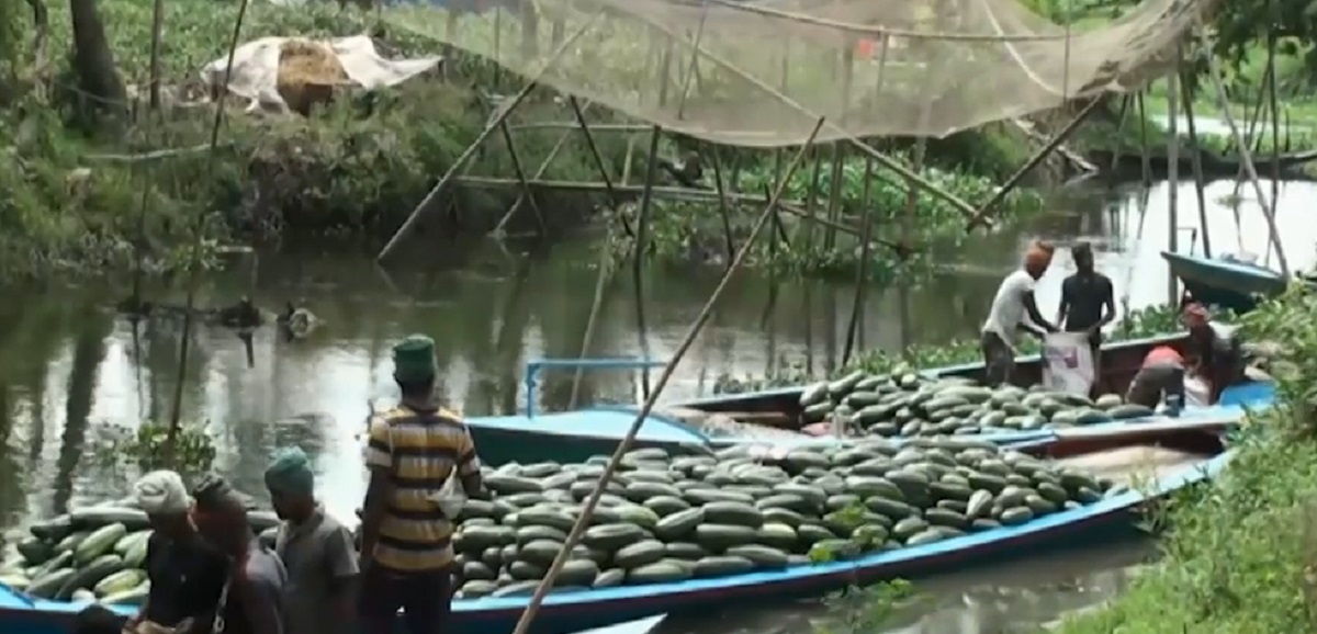 কম বিনিয়োগে লাভ গুনছেন গোপালগঞ্জের বাঙ্গি চাষিরা