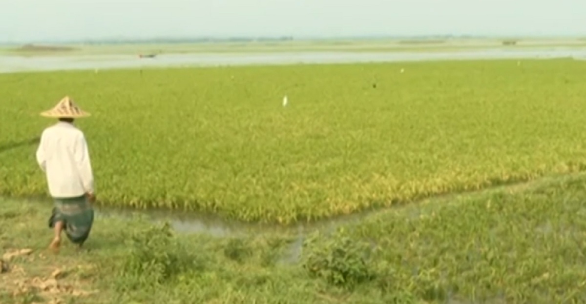 সুনামগঞ্জে ফের পাহাড়ি ঢলের শঙ্কা, ফসল নিয়ে দুশ্চিন্তায় কৃষকরা