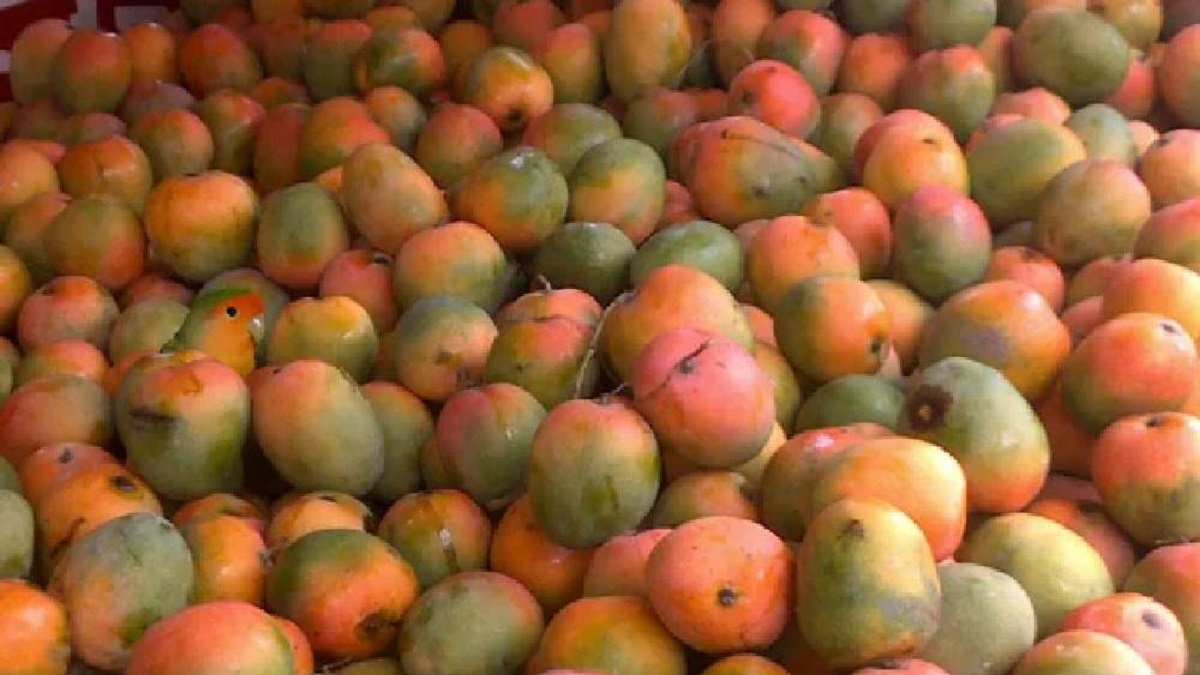 ছবিতে আমের আড়ালে লুকিয়ে আছে একটি প্রাণীও, দেখতে পাচ্ছেন?