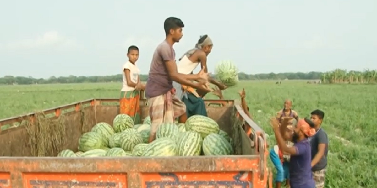 চাষির ক্ষেতভর্তি তরমুজ কিনে পিস হিসেবে বিক্রি হচ্ছে বাজারে, অজুহাতের পাহাড় বিক্রেতাদের