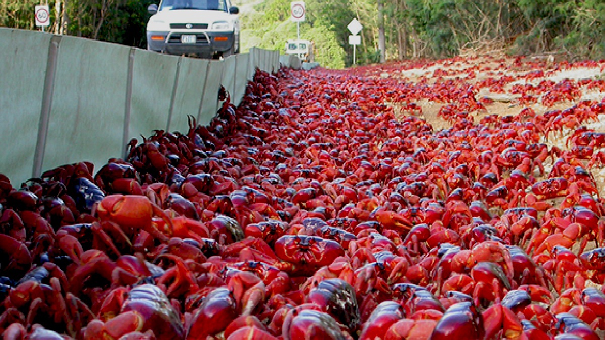 কিউবার কাঁকড়াগুলো যেন এলাকা দখলের অভিযানে নেমেছে