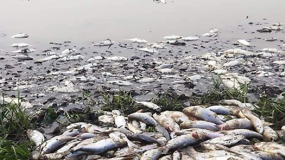 ঝিনাইদহের বাওড়ে ভেসে উঠলো কোটি টাকার মাছ, পথে বসার আশঙ্কায় প্রায় ৩০০ পরিবার