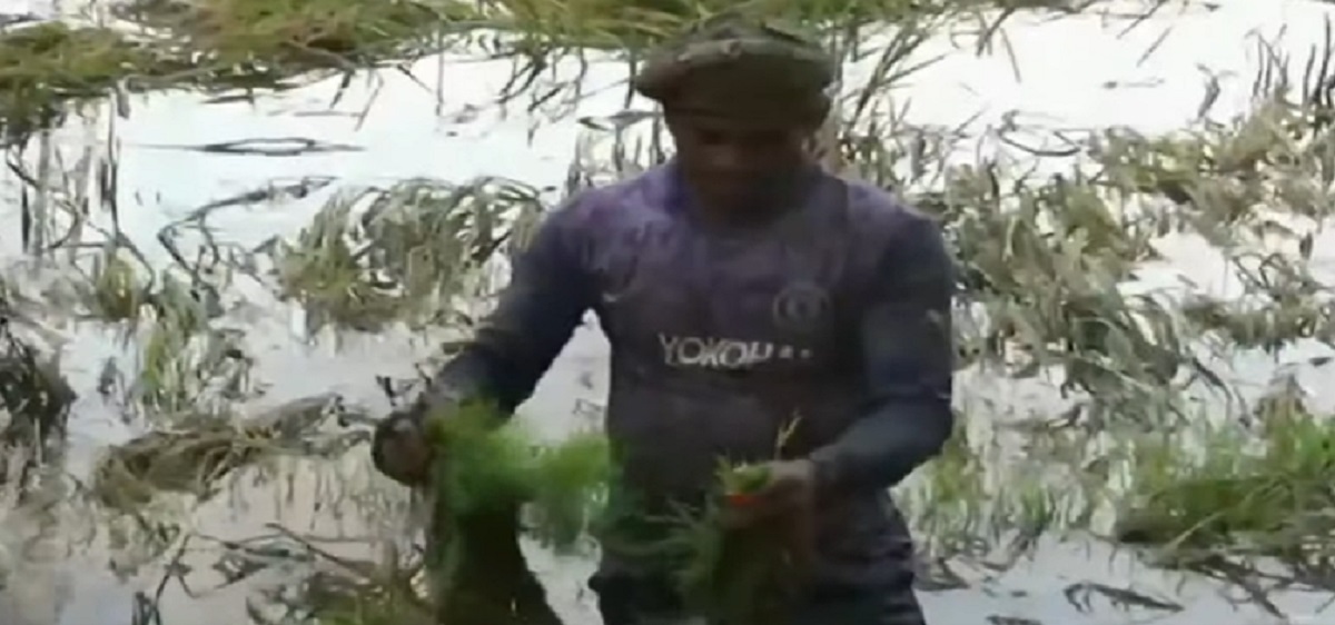 ঝালকাঠিতে বোরো ধানের মাঠে জমেছে জোয়ারের পানি, দুর্ভোগে চাষিরা